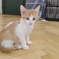Safran, chatte à adopter