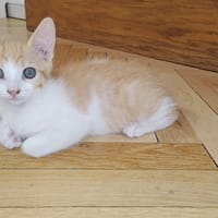 Sésame, chatte à adopter