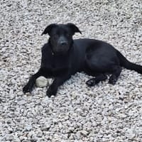 SAM, chien à adopter