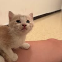 BIJOU, chat à adopter