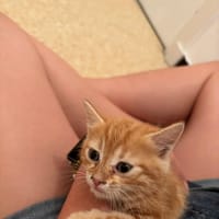 BEAUTY, chatte à adopter