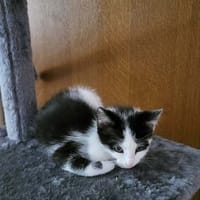 TIGROU, chat à adopter