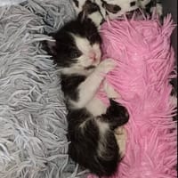 BOUBOU, chatte à adopter