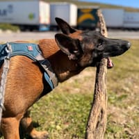 THOR, chien à adopter