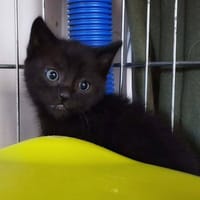 FIGARO, chat à adopter