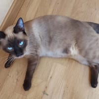 ATARI, chat à adopter