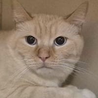 Bachir, chat à adopter