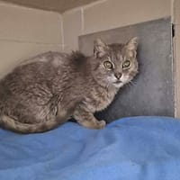 Calinou, chat à adopter