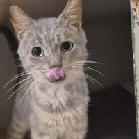 Charlot, chat à adopter