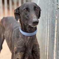 MORANTE, chien à adopter
