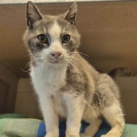Ezran, chat à adopter