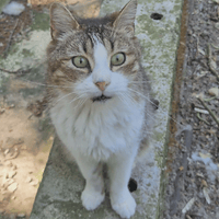 Kim, chat à adopter