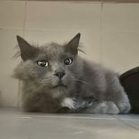 Mousse, chat à adopter
