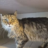 Ozran, chat à adopter