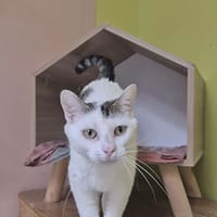 Santa, chat à adopter