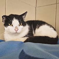 Yevan, chat à adopter