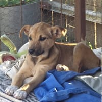 Marguerite, chienne à adopter