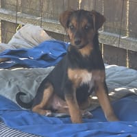 Laïka, chienne à adopter