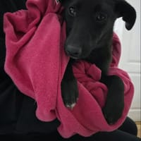 Riana, chienne à adopter