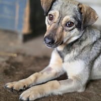 Rinah, chienne à adopter