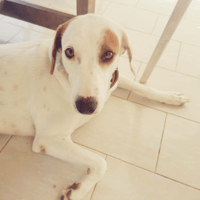 AWA , adorable femelle BERGER CRÉOLE, chienne à adopter