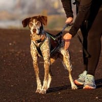 Padme, verlässliche Hundedame, ca. 7 J., Hündin zur Adoption