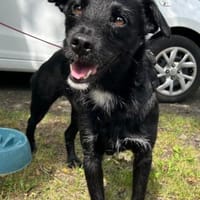 LEMMYwartet bereits in 21075 Hamburg, Hund zur Adoption