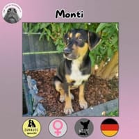 Monti sucht ihr Zuhause, Hündin zur Adoption