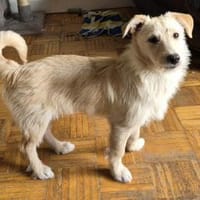 Verschmuste Raja🌺 sucht liebe Familie, Hündin zur Adoption