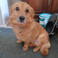 Tim wartet in 06347 Gerbstedt, Hund zur Adoption