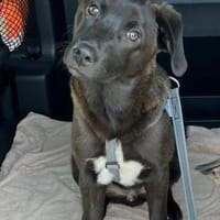 Dusty sucht sein Zuhause, Hund zur Adoption