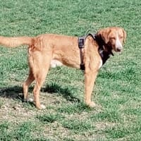 Freddy, 7 Jahre, Sanftmut in Person, Hund zur Adoption