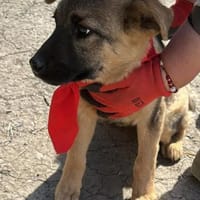 Leilli, Zuckerschnute sucht Körbchen, Hündin zur Adoption