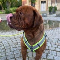 Phönix sucht tolle Leute, Hündin zur Adoption