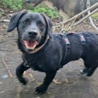 Lieber Botis sucht seine Menschen, Hund zur Adoption