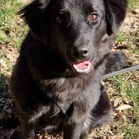Nola, aktive Hundedame, ca. 8 Monate, Hündin zur Adoption