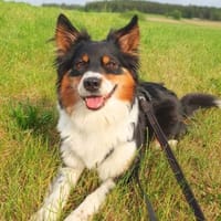 Elsa wartet in Neunburg, Hündin zur Adoption