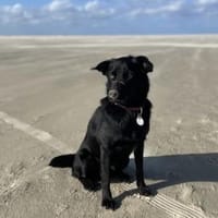 Ellie, sportliche Hündin, ca. 5 Jahre, Hündin zur Adoption