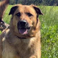 🐾 Samson  charmanter Familienhund, Hund zur Adoption