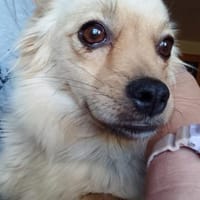 Devi sucht liebevolles Zuhause, Hündin zur Adoption