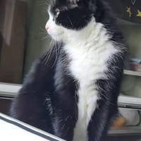 Schüchterne Olena sucht ein Zuhause, Katze zur Adoption