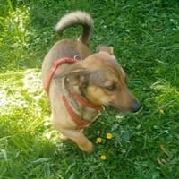 NANO 💙💙💙 sonnig , neugierig , lieb, Hund zur Adoption