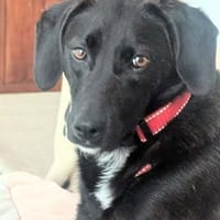 zwarte Sally wartet in Dresden, Hündin zur Adoption