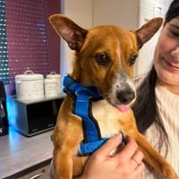 Milo kleiner süßer Mischling auf PFLEGE, Hund zur Adoption