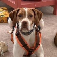 Inka1 sucht ein Zuhause, Hündin zur Adoption