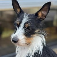 Feivel sucht ein Zuhause, Hund zur Adoption