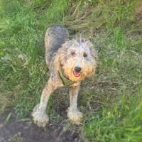 Lagotto Ramagnole Mix Luise, Hündin zur Adoption