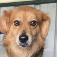 FLICK-ein echter Hingucker Rüde, Hund zur Adoption