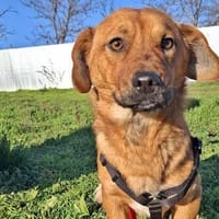 Lewis auf ener Pflegestelle, Hund zur Adoption