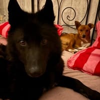 GARIK - hoffnungsvoll, Hund zur Adoption